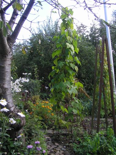 Billede af plante